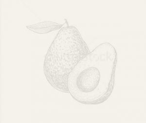 Sketch image of avocados.
